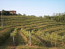 vinograd.jpg