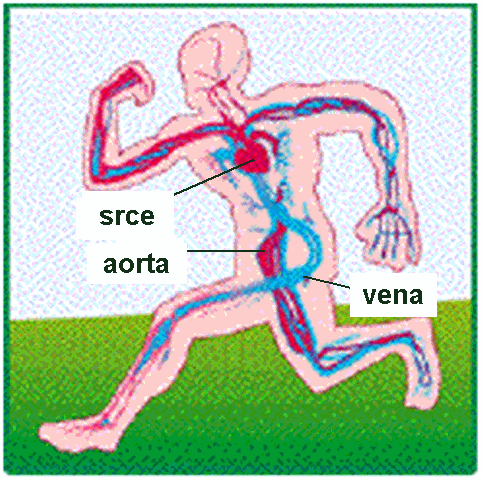 cirkulacija.gif