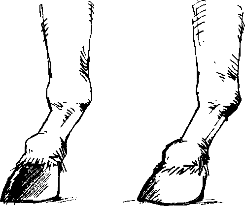 osel3.png