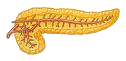 pankr.png