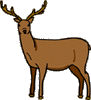deer-vt.gif